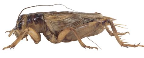 kuliglig insect in english|KULIGLIG: Definition of the Tagalog word kuliglig in English..
